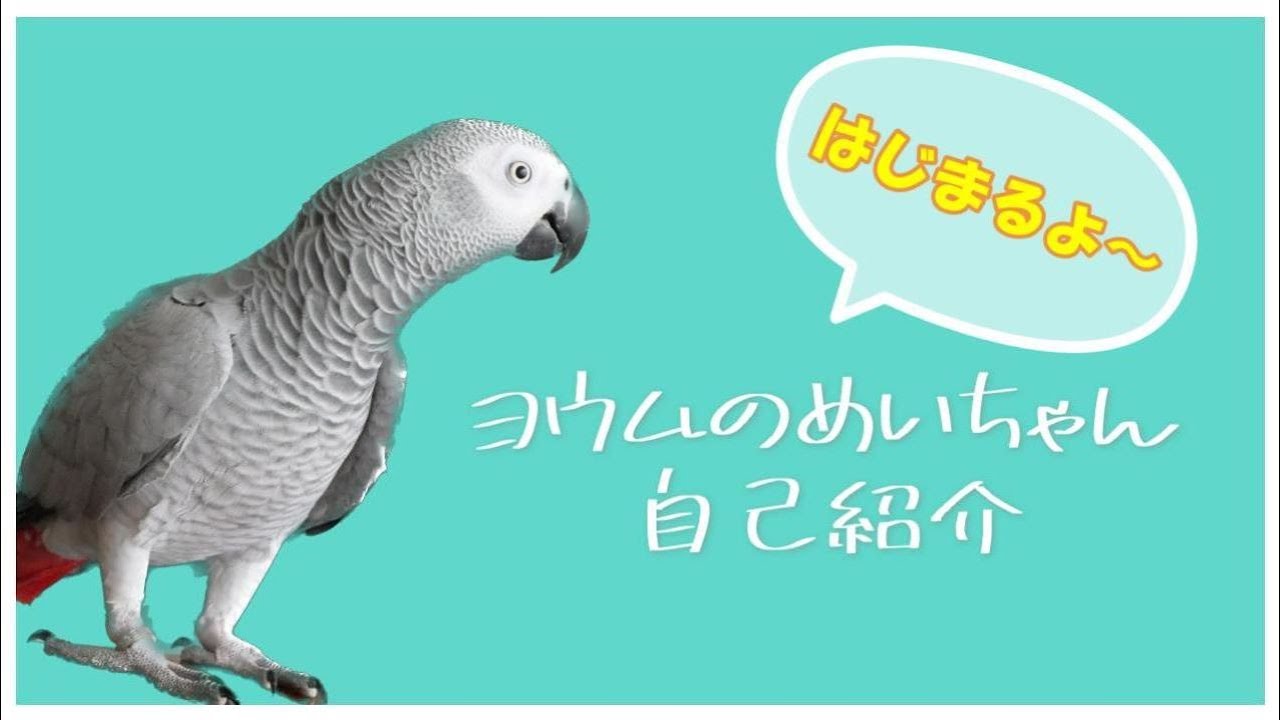 【自己紹介】おしゃべりなインコ・ヨウムのめいちゃん～YouTubeはじめました～