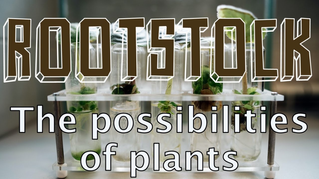 Rootstock Plant Science Livestream - The Possibilities of Plants
