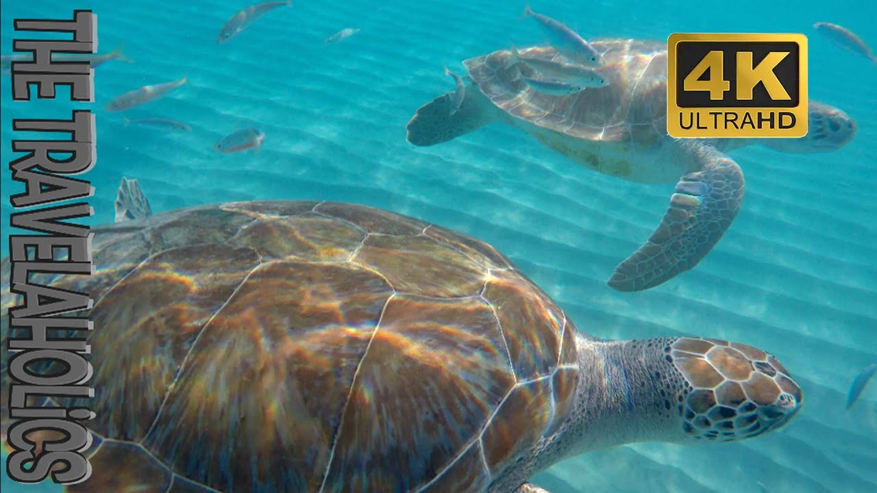 Curacao Playa Grandi 🏖 Playa Piscado, Snorkeling with turtles. 🇨🇼