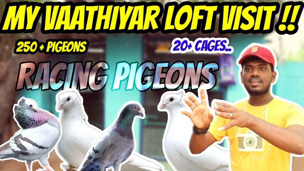 💥😎 Biggest pigeon Loft visit | Enga Vaathiyar Pigeon Loft |