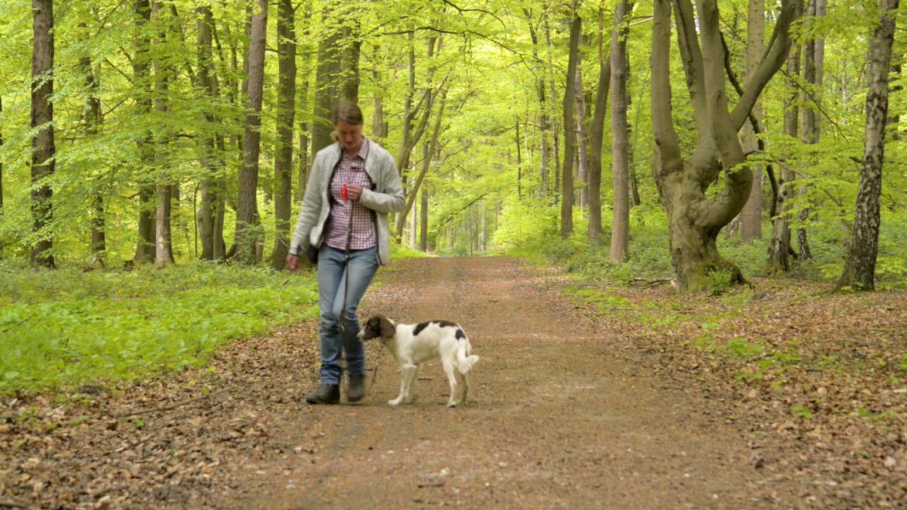 Basisausbildung f&uuml;r den brauchbaren Jagdhund: 