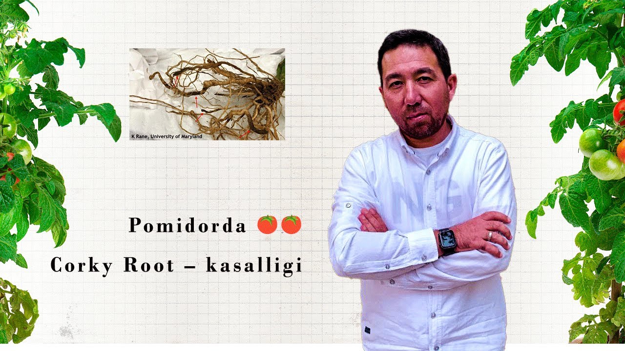 Pomidorda 🍅🍅🍅Corky Root – kasalligi