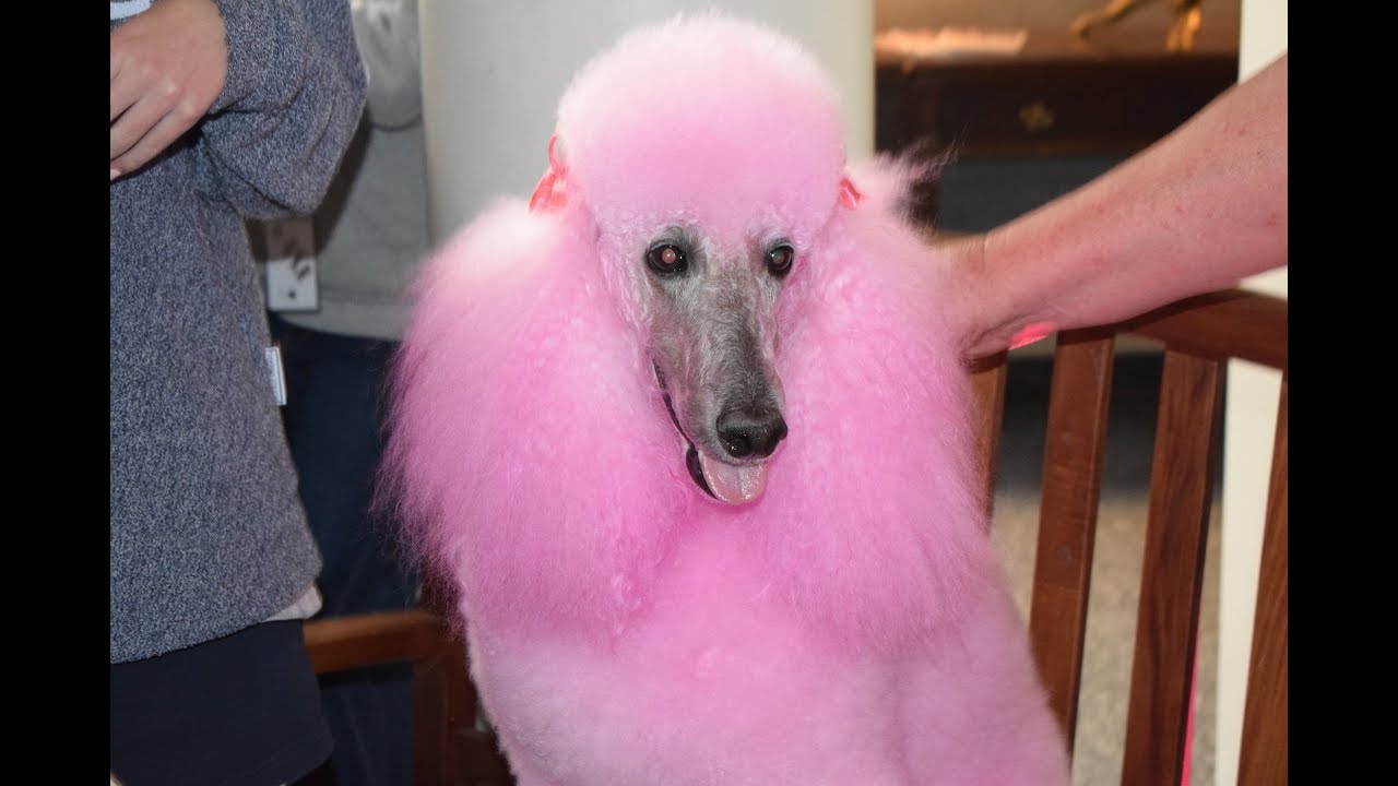 Blossom Pink Poodle Visits Stratford