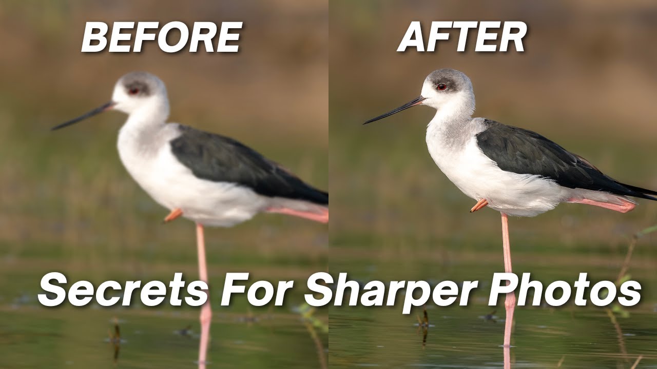 How to Sharpen Bird Photos - Only the Pros Know These Tips!