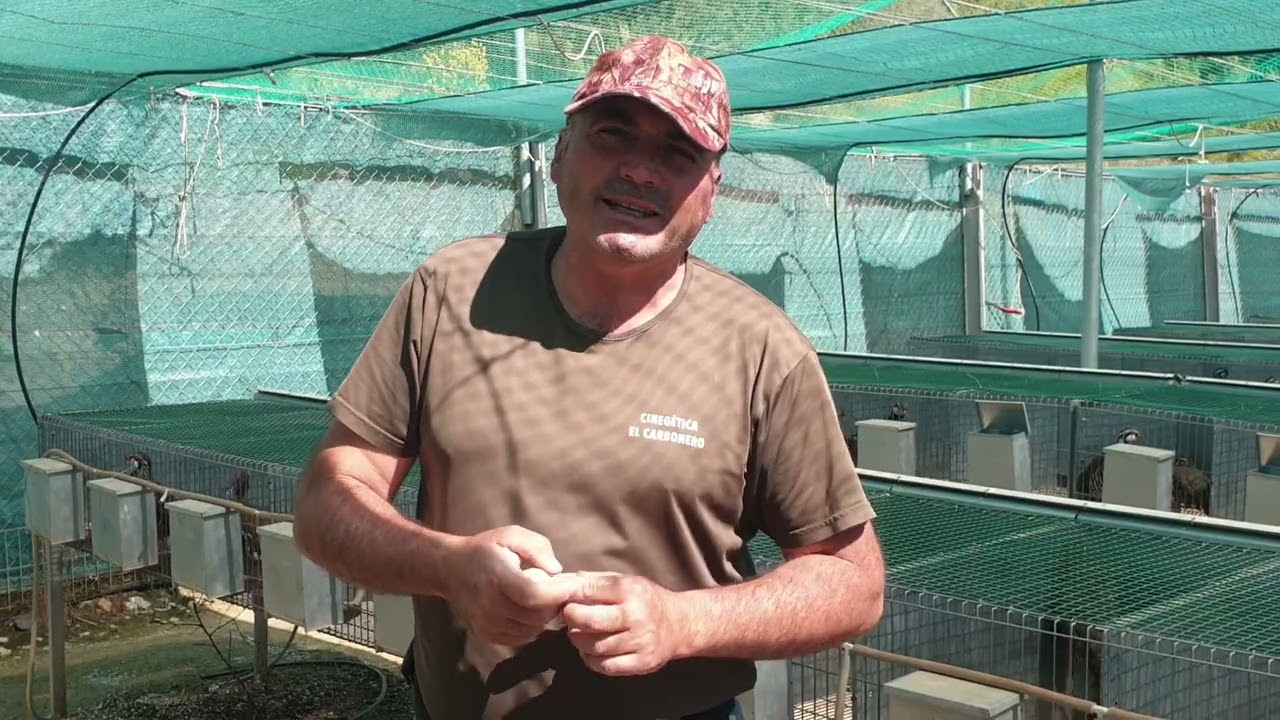 Temperatura y Manejo de pollitos de Perdiz Roja en los primeros días.