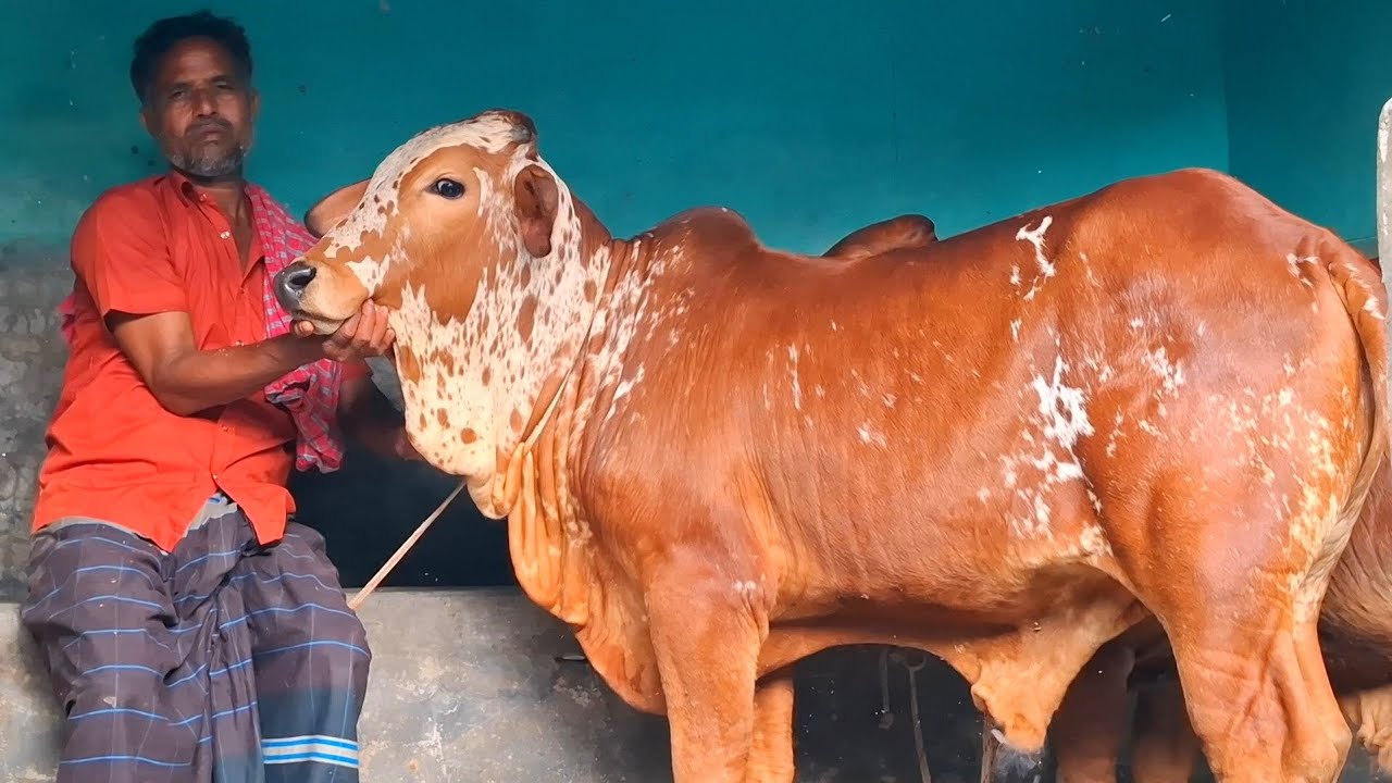 ১৩ মার্চ 2026| টপ কোয়ালিটির পাকিস্তানী রাথী শাহীওয়াল জাতের ষাঁড় বাছুর গরুর প্যাকেজ বিরামপুর থেকে