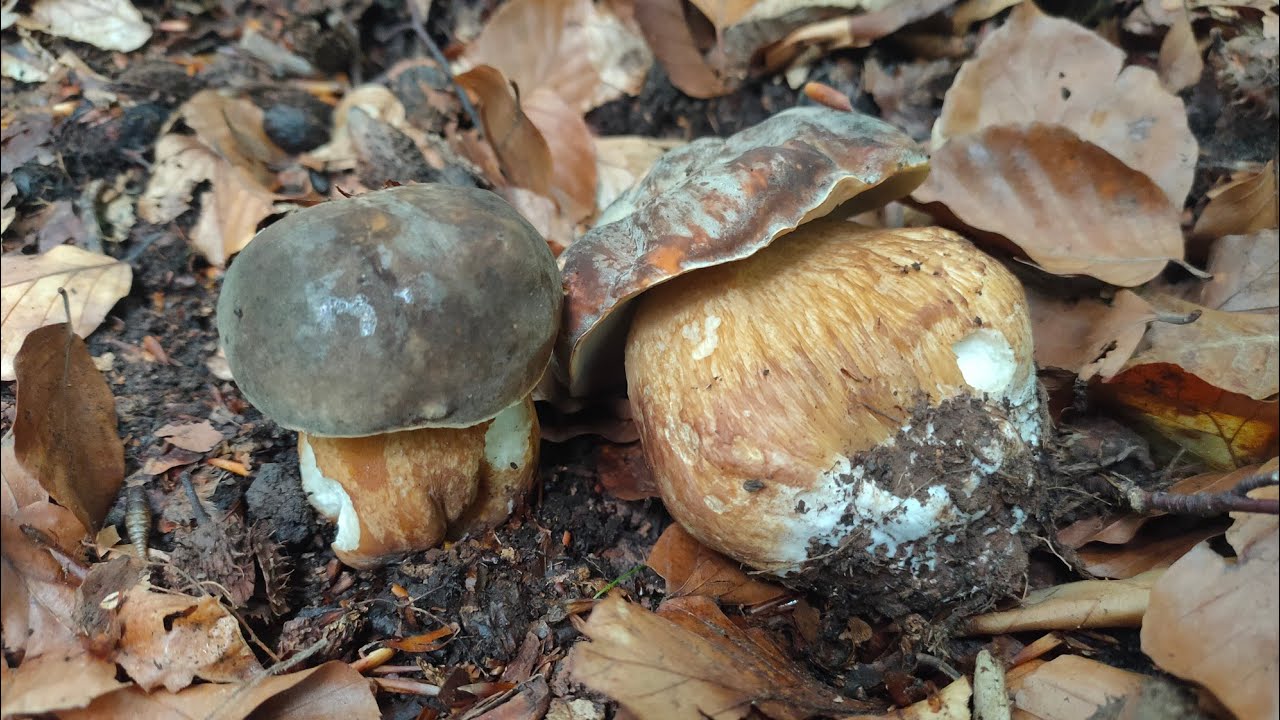 Steinpilz-Wahnsinn im Juli 2021 / Schwarzhütiger Steinpilz, Flocken Hexe und einiges mehr!!!!