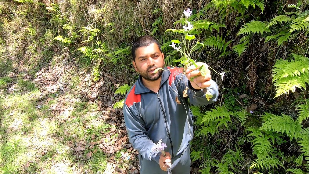 Banafsha Flower - Viola Odorata Plant