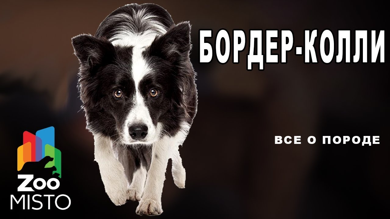 Бордер-колли - Все о породе собаки | Собака породы бордер-колли