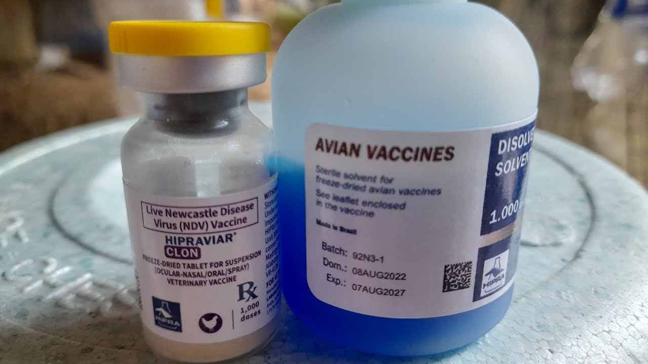 Paano ang paggamit ng NDV CLON sa ating mga sisiw? b1b1 at Lasota all in one na?