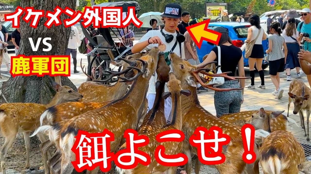外国人観光客が奈良公園の鹿にビックリ仰天する