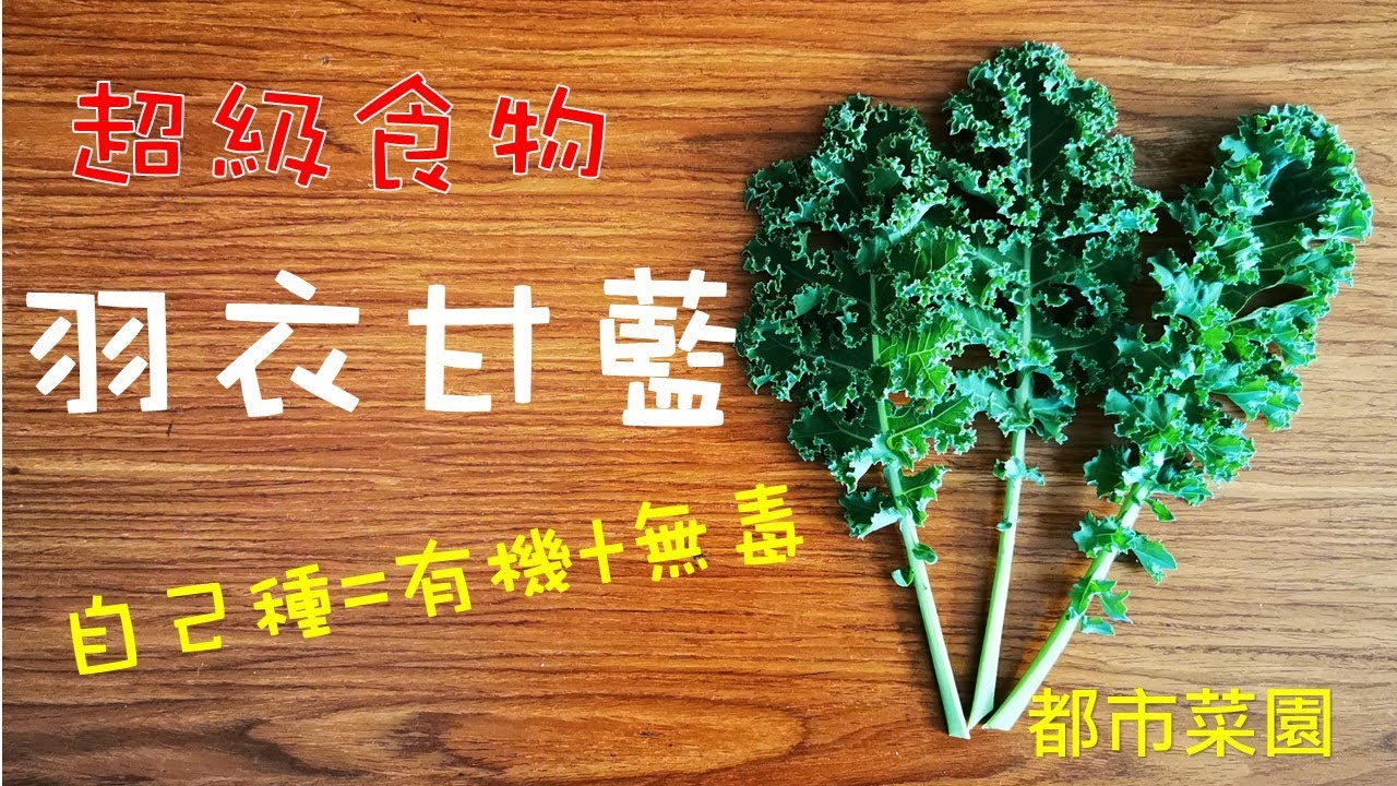 【都市菜園】蔬菜界的巨星——羽衣甘藍Kale的種植｜十大超級食物｜值得種植的蔬菜