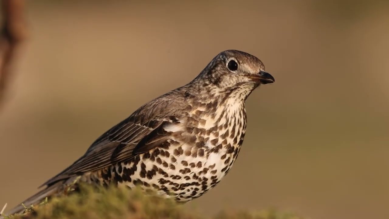MISTLE THRUSH
