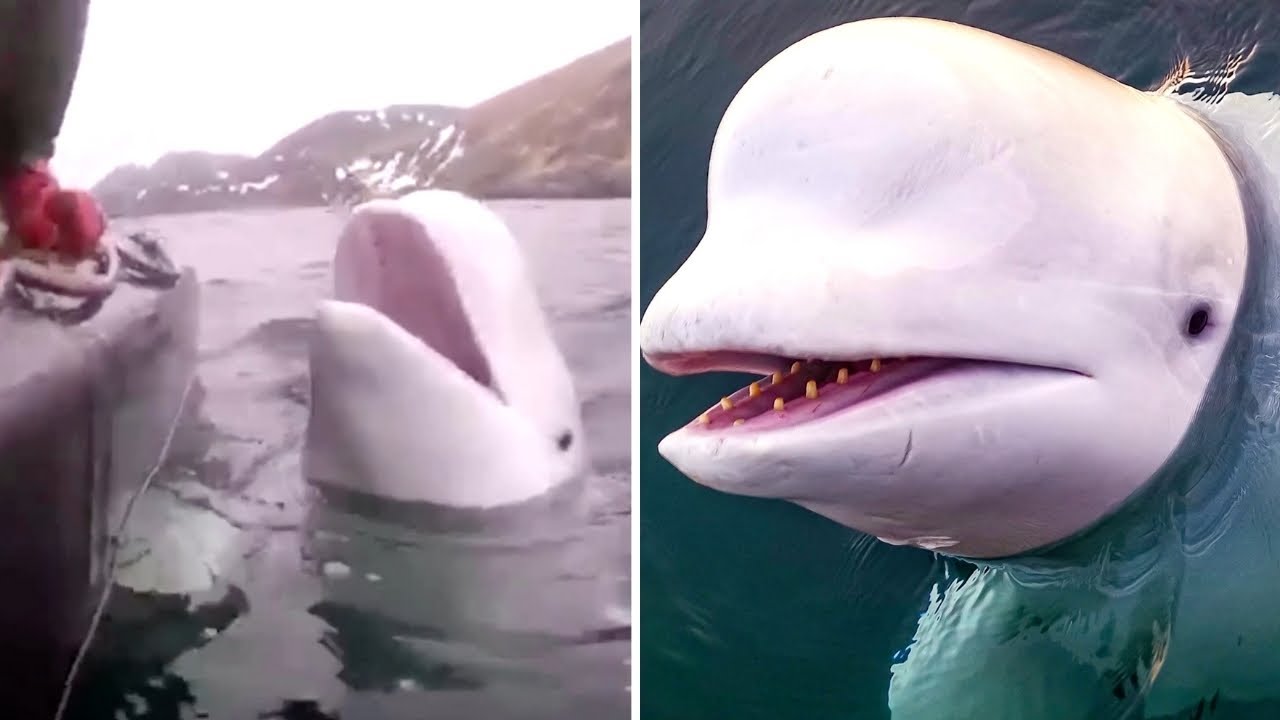 Alleged Russian Spy Whale Hvaldimir Has Been Found Dead On Norway&rsquo;s Coast And People Want Answers