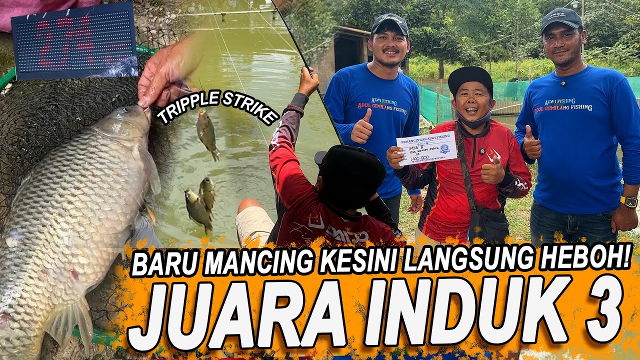 ADUL UGAL-UGALAN DI PEMANCINGAN ALWI FISHING ! STRIKE LANGSUNG 3 EKOR ! BAWA PULANG 1 AMPLOP INDUK