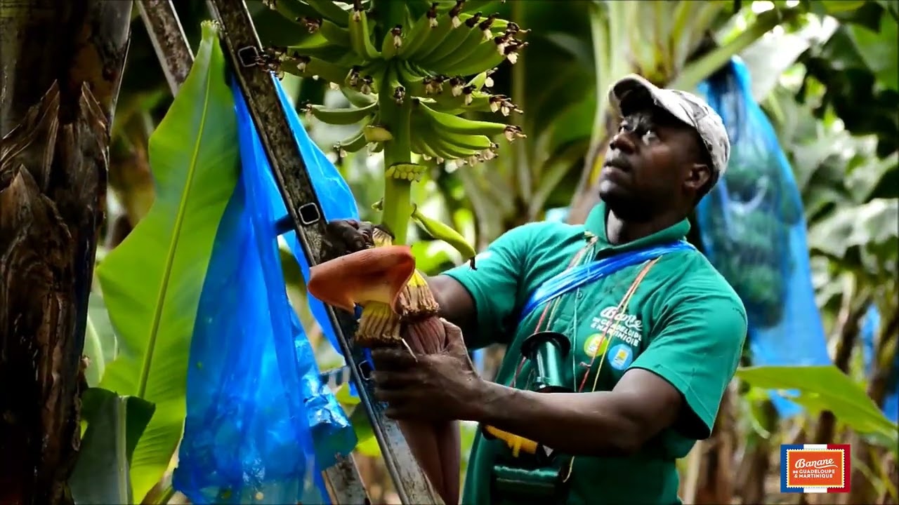 La Banane de Guadeloupe & Martinique - de l'amont à l'aval