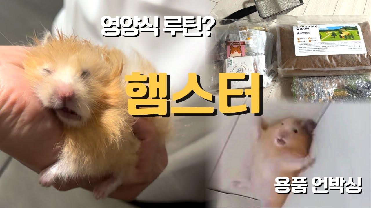 [골든햄스터 브이로그 vlog] 햄스터 일상 / 용품 언박싱 / 영양식 루틴? / 뒹굴뒹굴 영역 표시 / 이유식 / 베딩