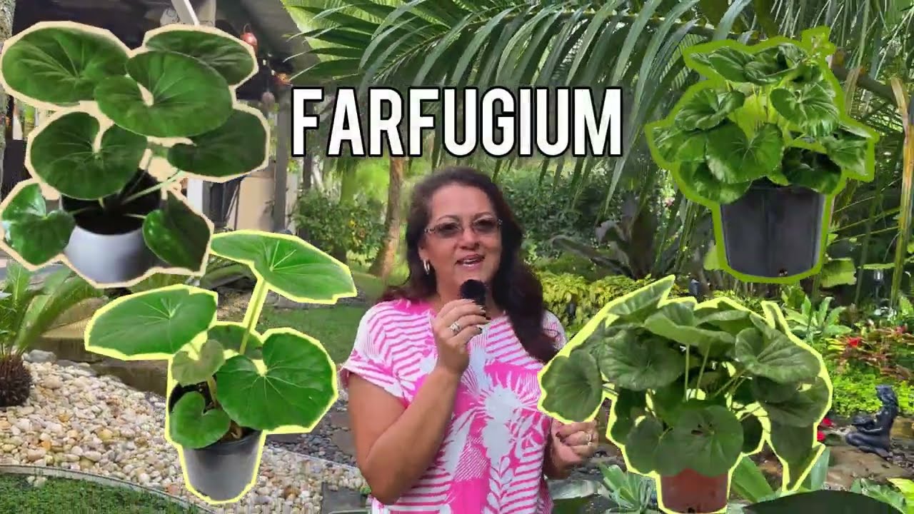 Farfugium: Полное руководство по уходу