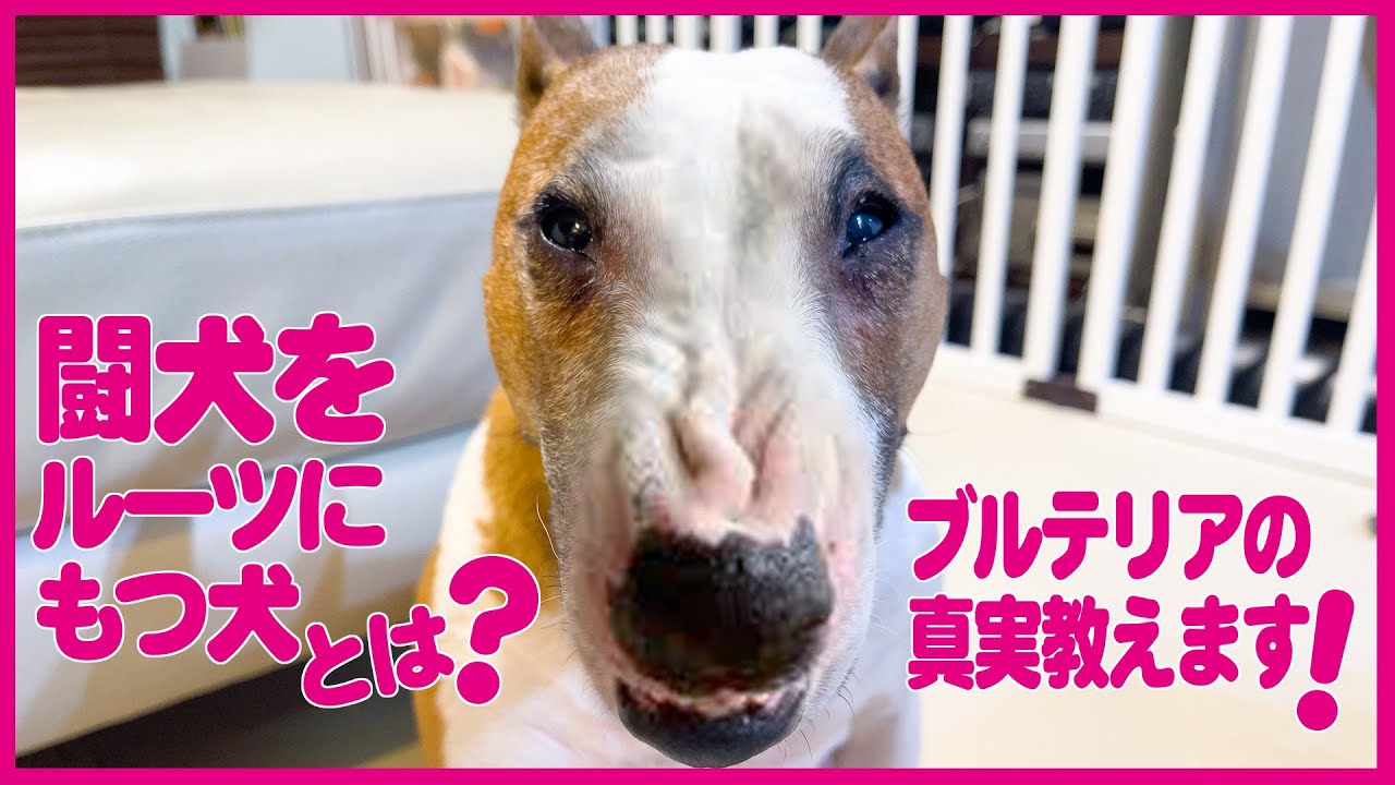 bullterrierブルテリア/闘犬をルーツに持つ犬とは　What kind of dog has its roots in dog fighting?