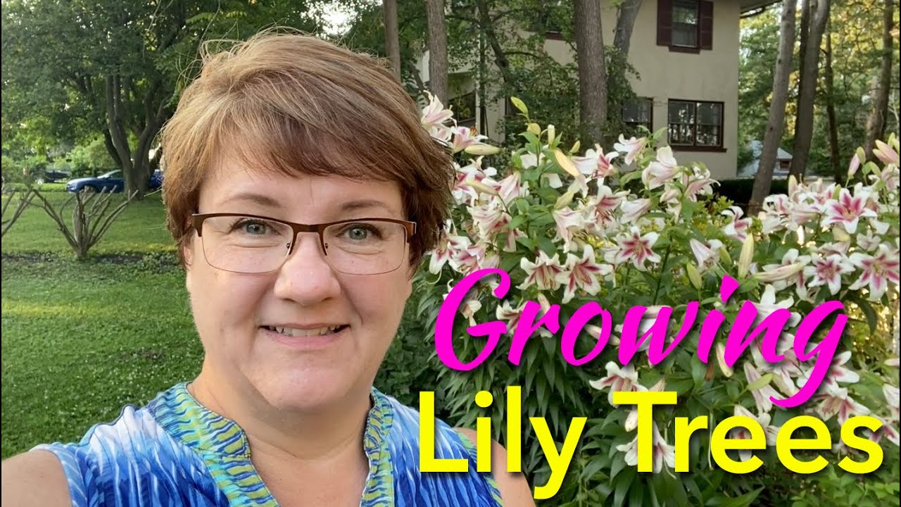How to Grow Lily Trees - Oriental x Trumpet Hybrids - Orienpets - ❤️🌸❤️