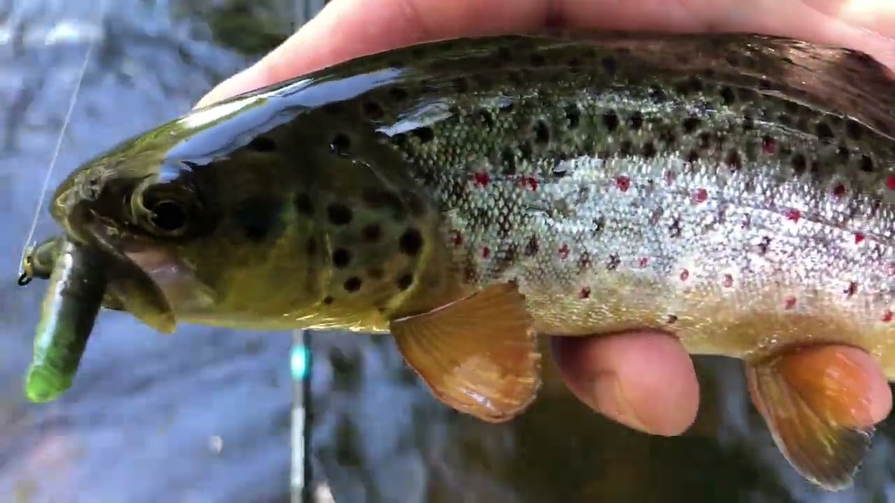 Přívlač s realistickými housenkami a útok velkého pstruha v přímém přenosu!