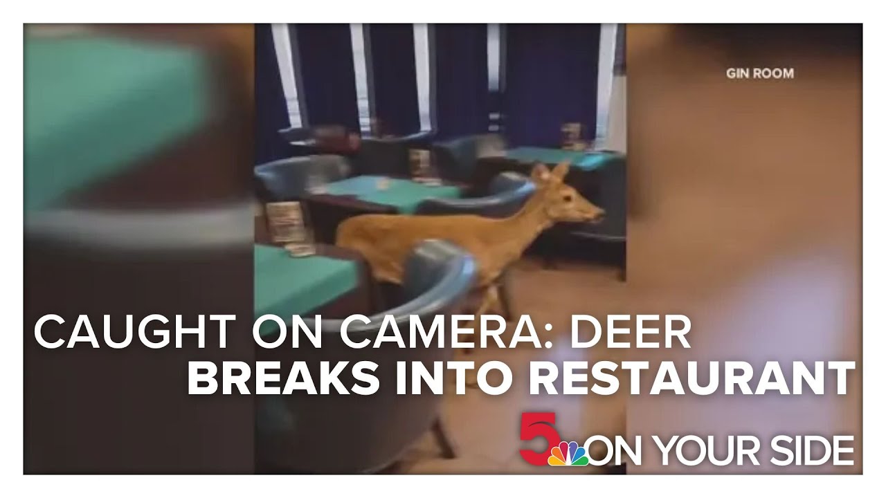 Disoriented deer caught on video breaking into south St. Louis restaurant