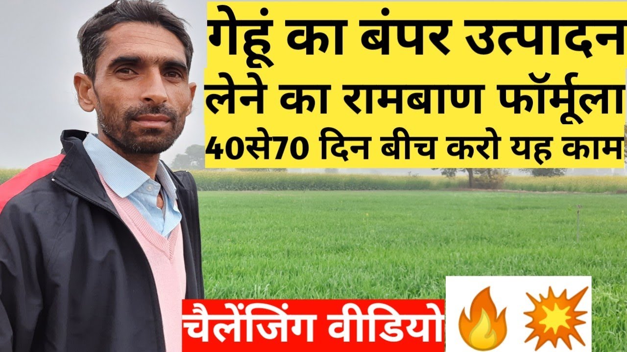गेहूं में बंपर उत्पादन ऐसे ले | Gehu Ki Paidawar Kaise Badhaye | Wheat Tillering | Gehu Ki Kheti |