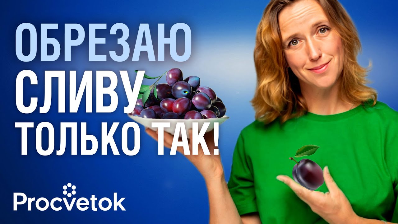 Правильная ОБРЕЗКА СЛИВЫ И АЛЫЧИ! С момента посадки, а также взрослые запущенные деревья
