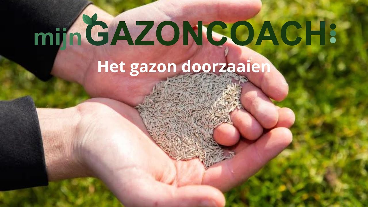 𝐆𝐫𝐚𝐬 𝐛𝐢𝐣𝐳𝐚𝐚𝐢𝐞𝐧 - Kale plekken in het gazon doorzaaien | MijnGazonCoach
