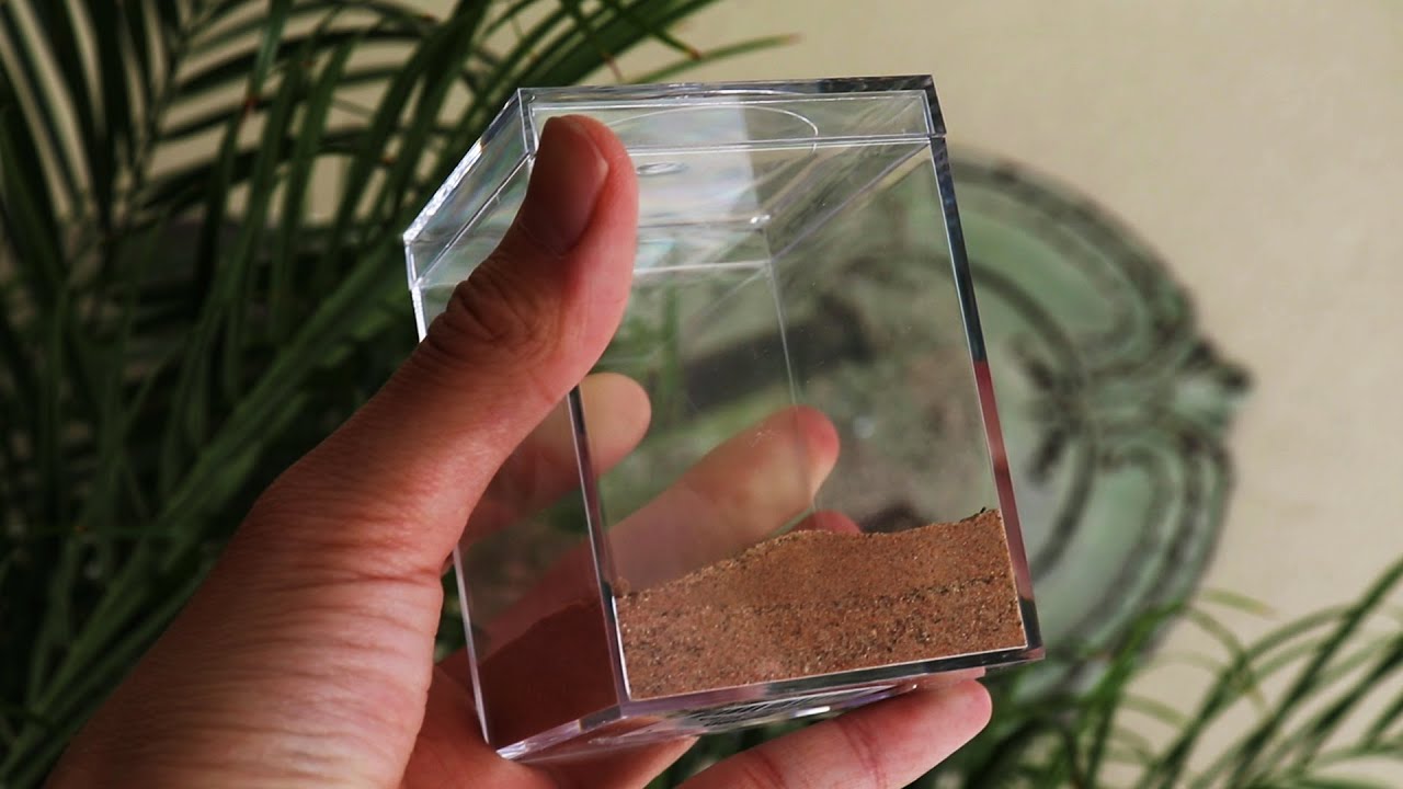 СОЗДАНИЕ муравьиных ферм для королев муравьев