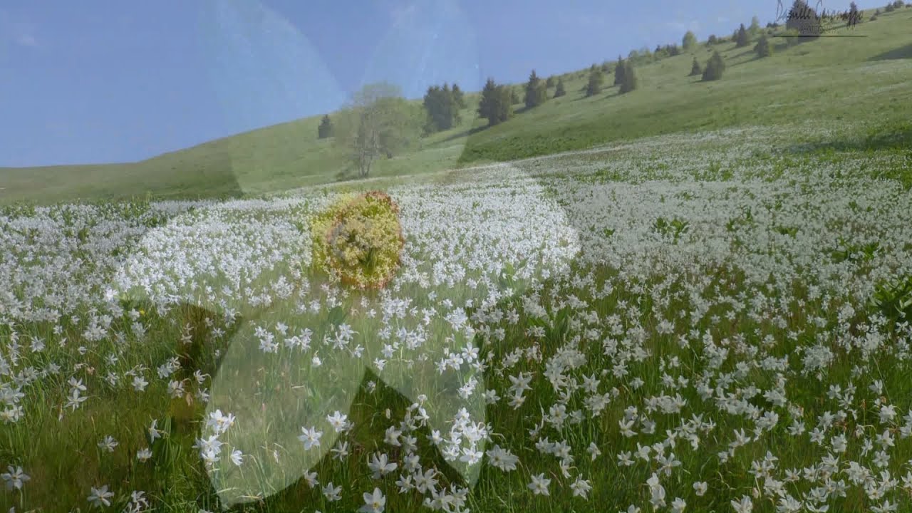 Omaggio a Segusino dai narcisi sul Doc