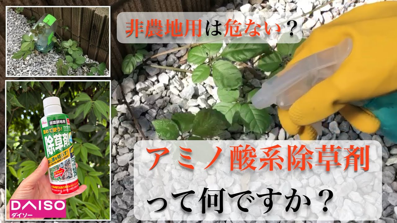 100円で雑草退治⁉︎アミノ酸系除草剤で、2つの方法で6日間検証。（ヤブガラシ）