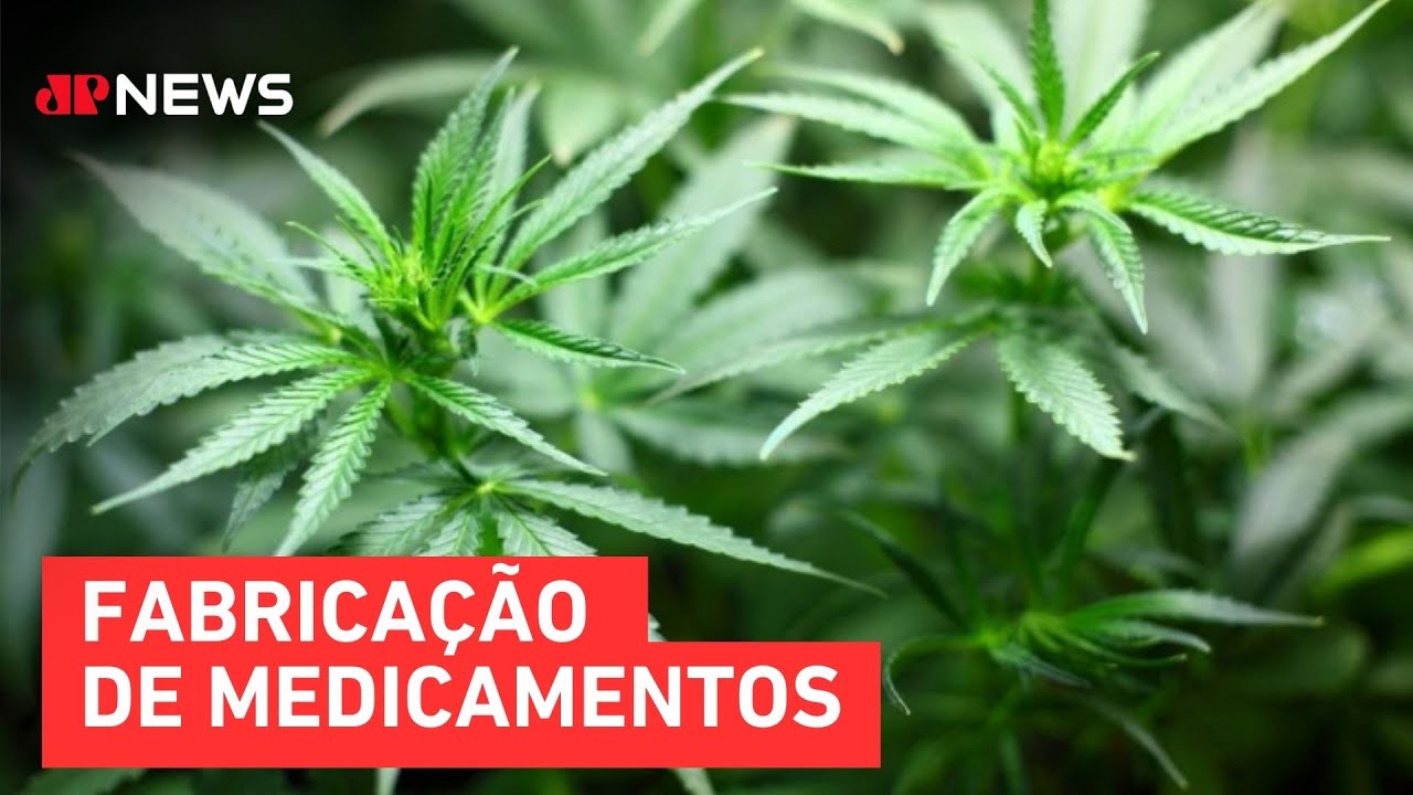 Anvisa autoriza cultivo de cannabis medicinal no Brasil
