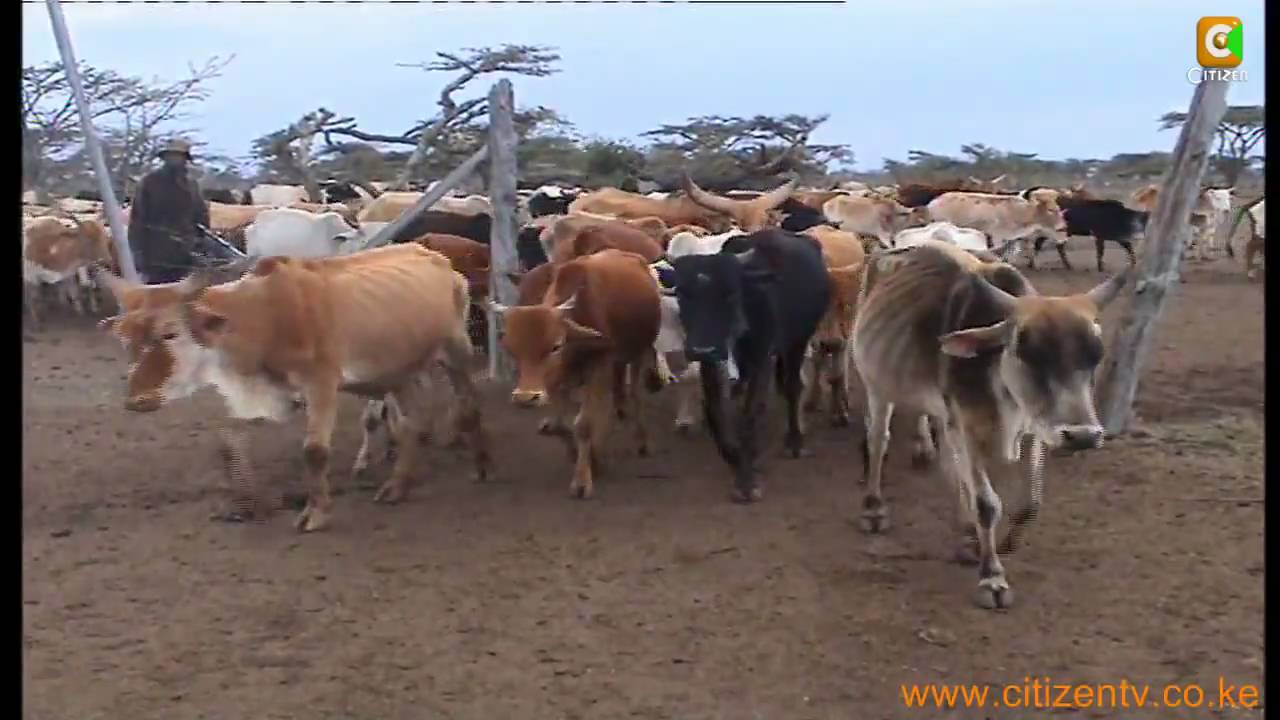 Cattle rustling way forward