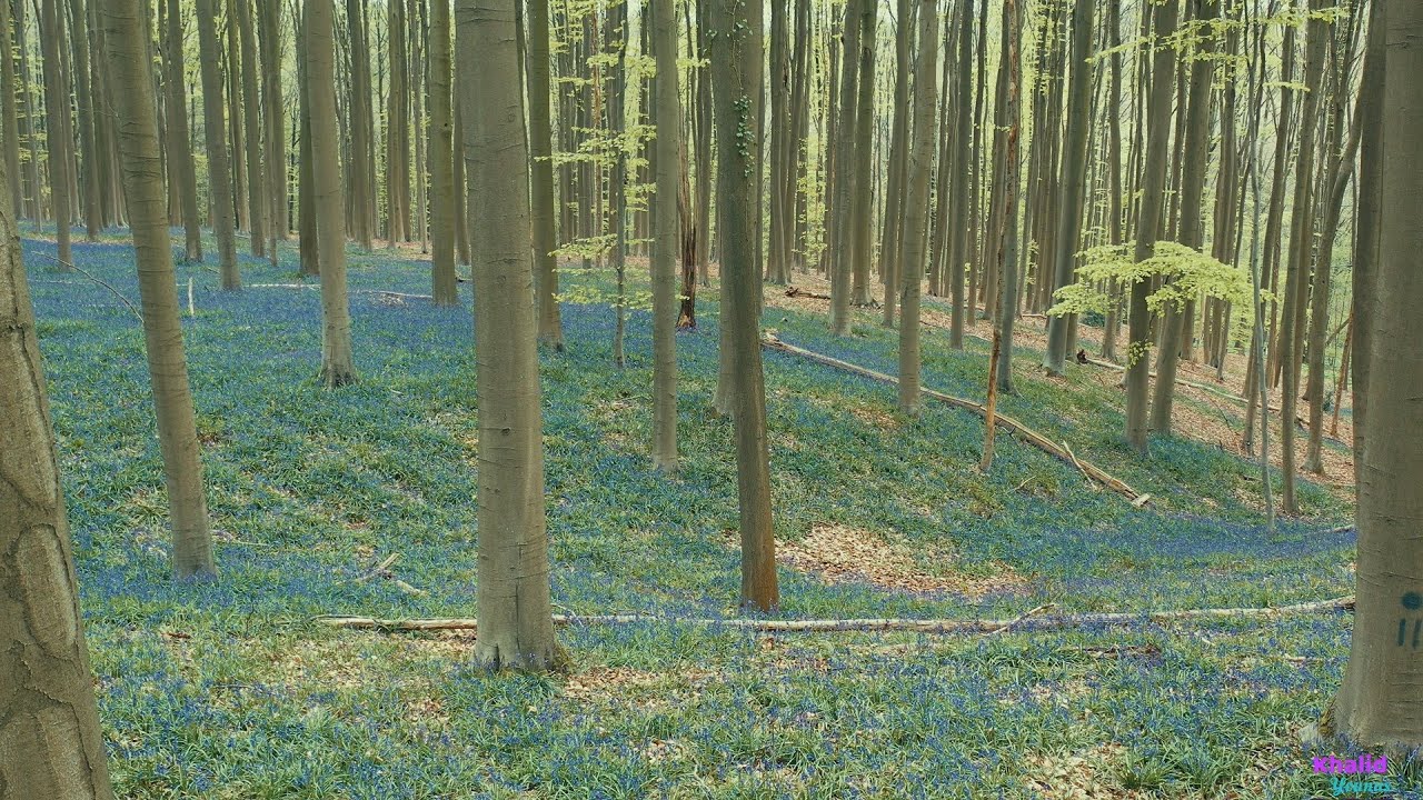 Beautiful Nature. Hallerbos - Belgium (4K).