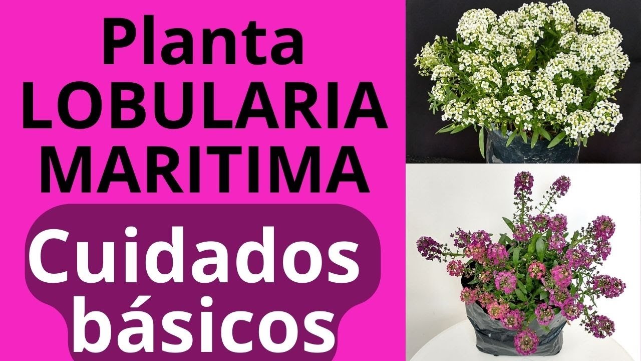 CUIDADOS DE LA LOBULARIA MARITIMA. Sweet Alyssum