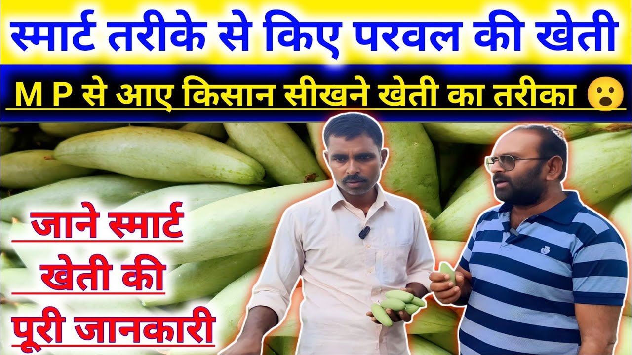🌿परवल का खेती की A to Z जानकारी🌱खास है यह खेती का तरीका🤔करे इस तरीका से खेती तो होगा छप्परफाड़ कमाई😲