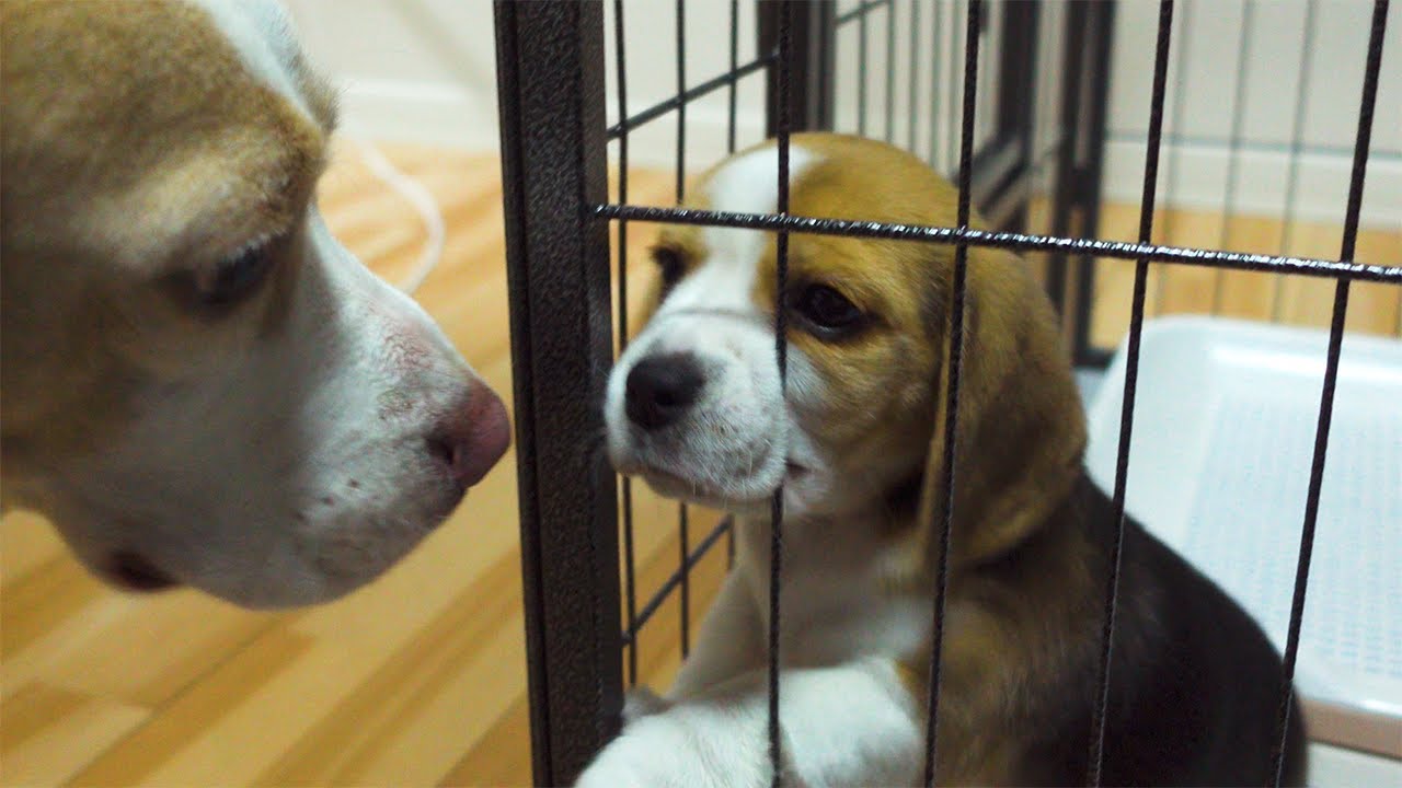 【ビーグル犬】我が家にビーグルの赤ちゃんがやってきました。そば太郎くんとの初対面です。