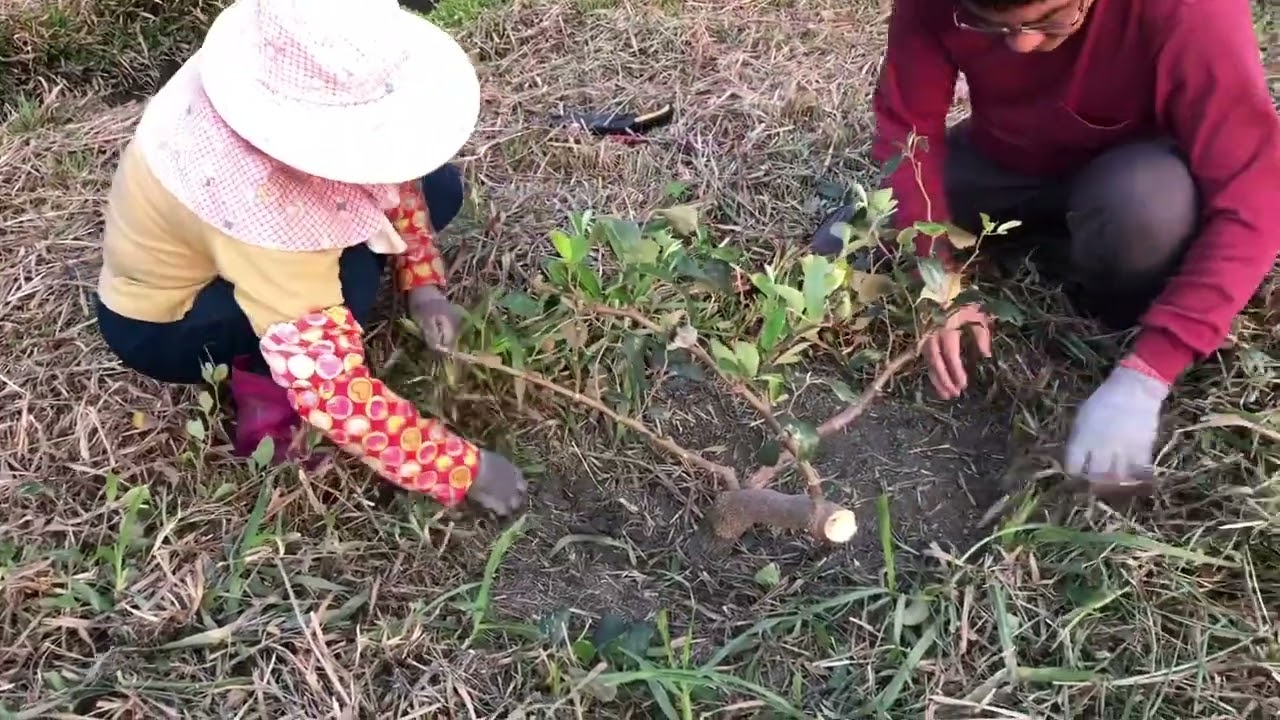 將「雪蜜棗」打斷重練，老哥說很好吃！真假？ 2023年3月18日