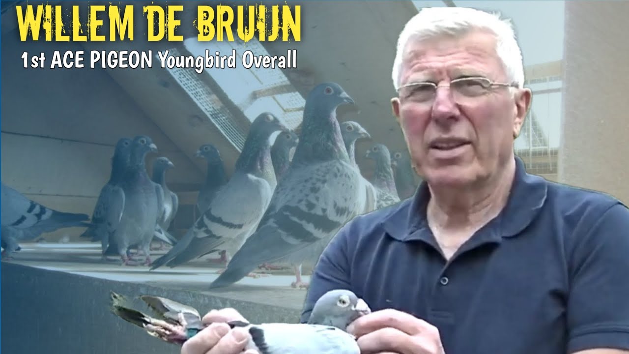 DUTCH GRAND MASTER and FLYING DENTIST - WILLEM DE BRUIJN1st ACE PIGEON OVERALL YB 2019