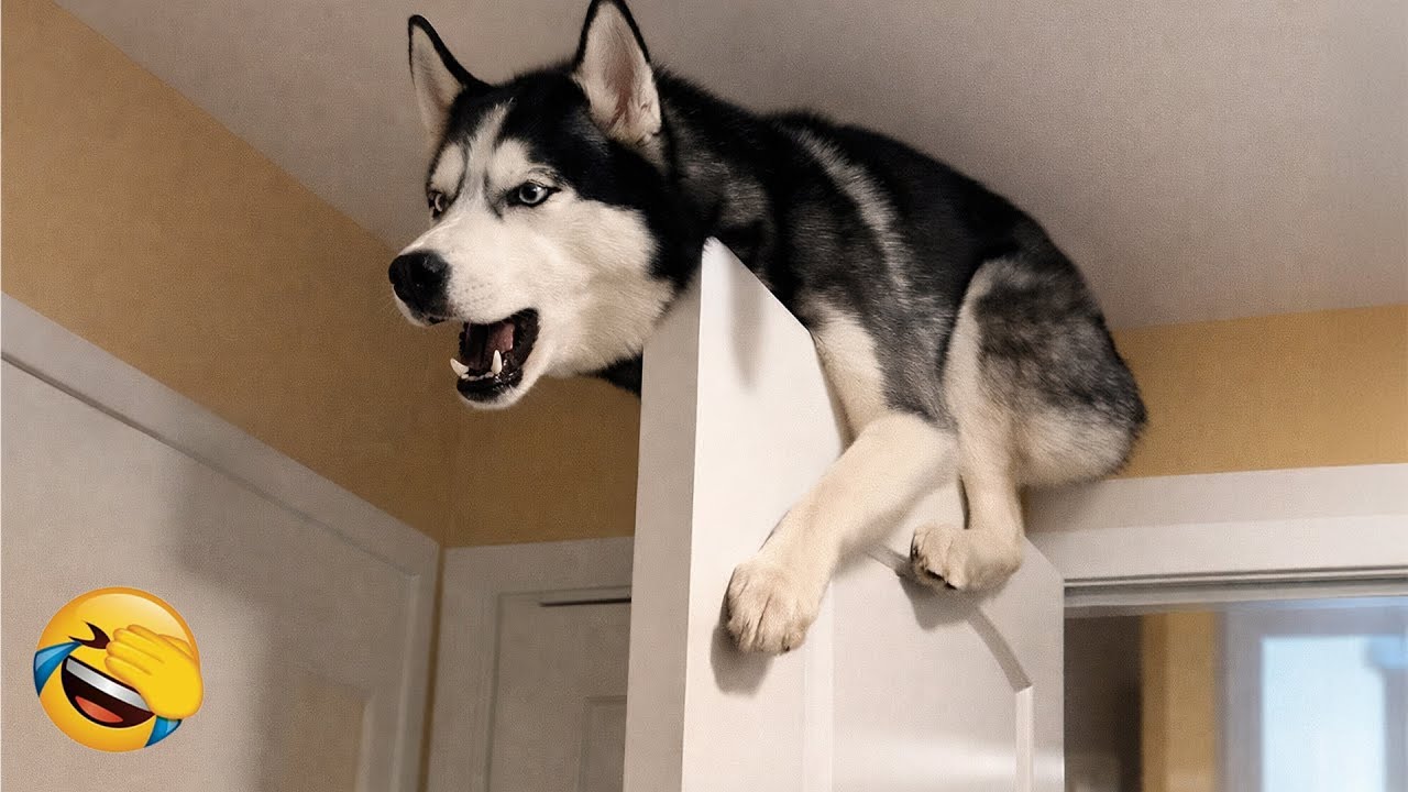 You Laugh You Lose 😻🐕 Dogs Protect Babies- Heartwarming Moments 😂