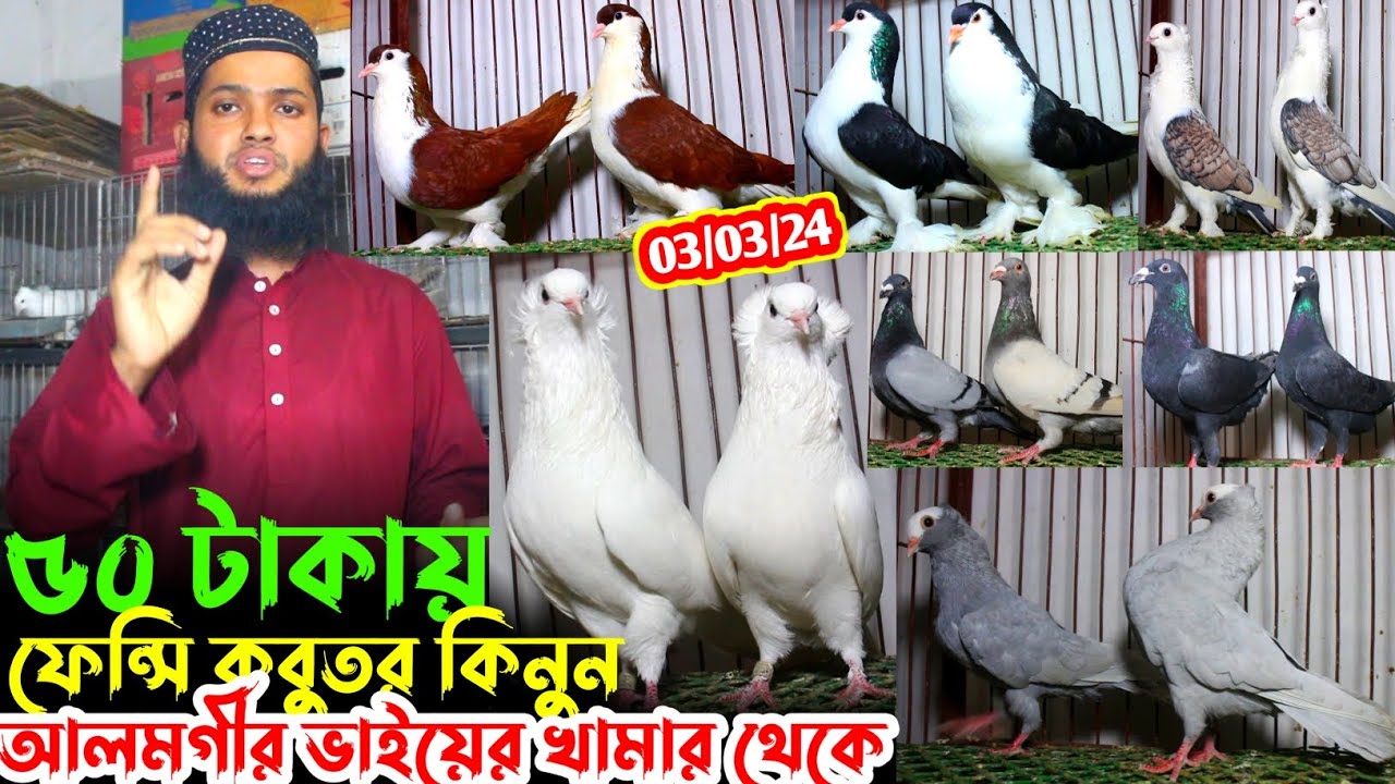 মাত্র ৫০ টাকায় কবুতর দিলেন আলমগীর ভাই // খুবই সিমিত দামে মানসম্মত কবুতর // কম দামে ফেন্সি কবুতর