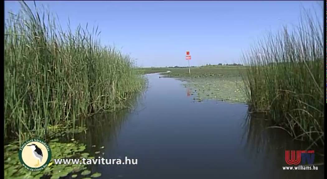 Tisza tavi vízi kirándulás