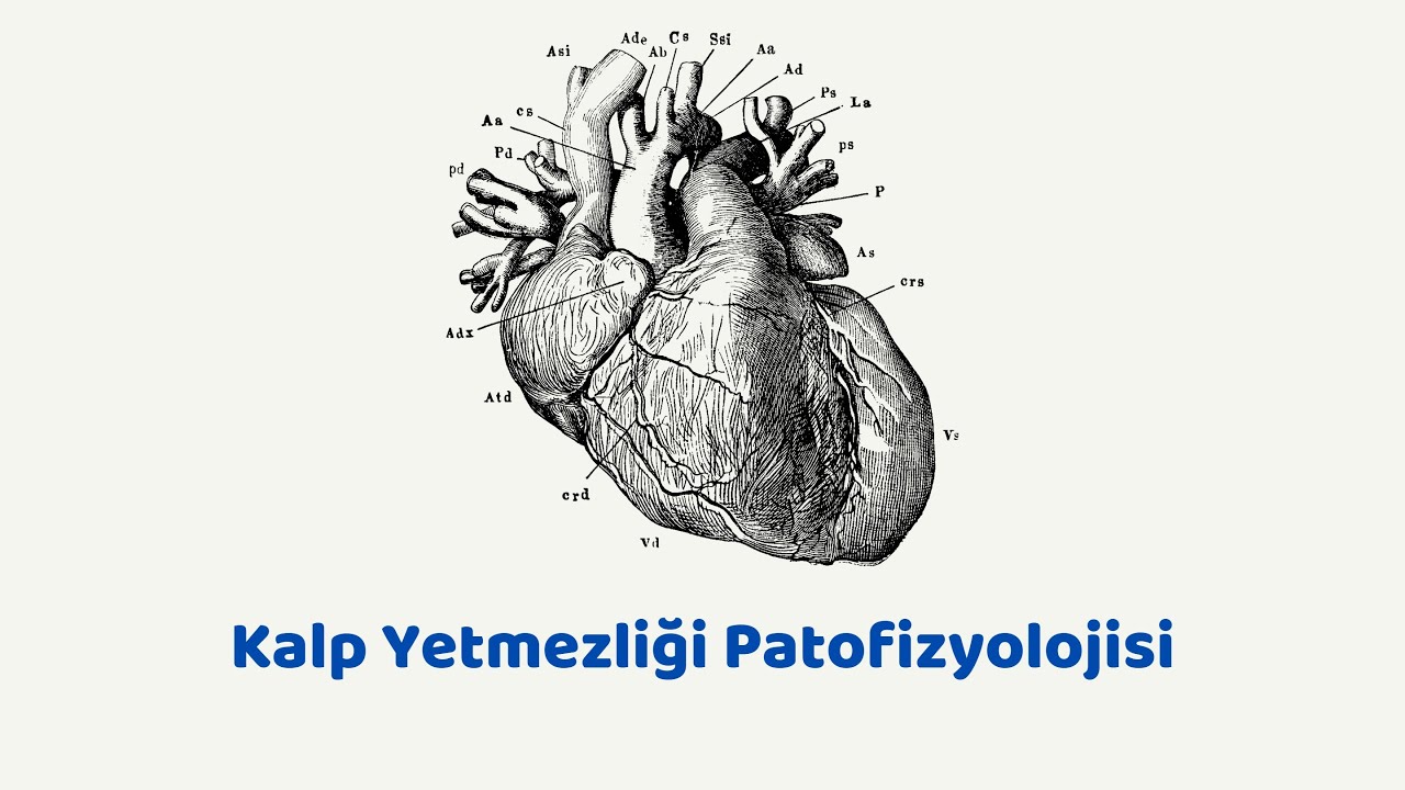 Kalp Yetmezliği