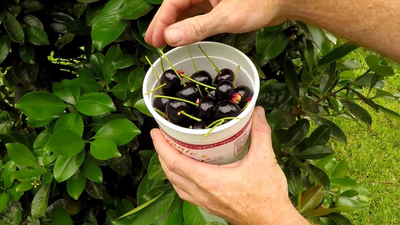 Jungle Survival Food: Brazilian Cherry