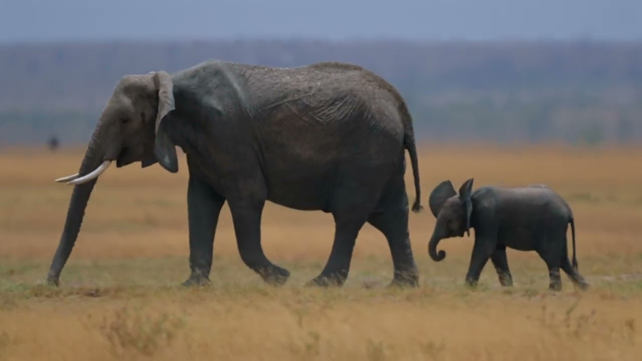 African Safari - Kenya