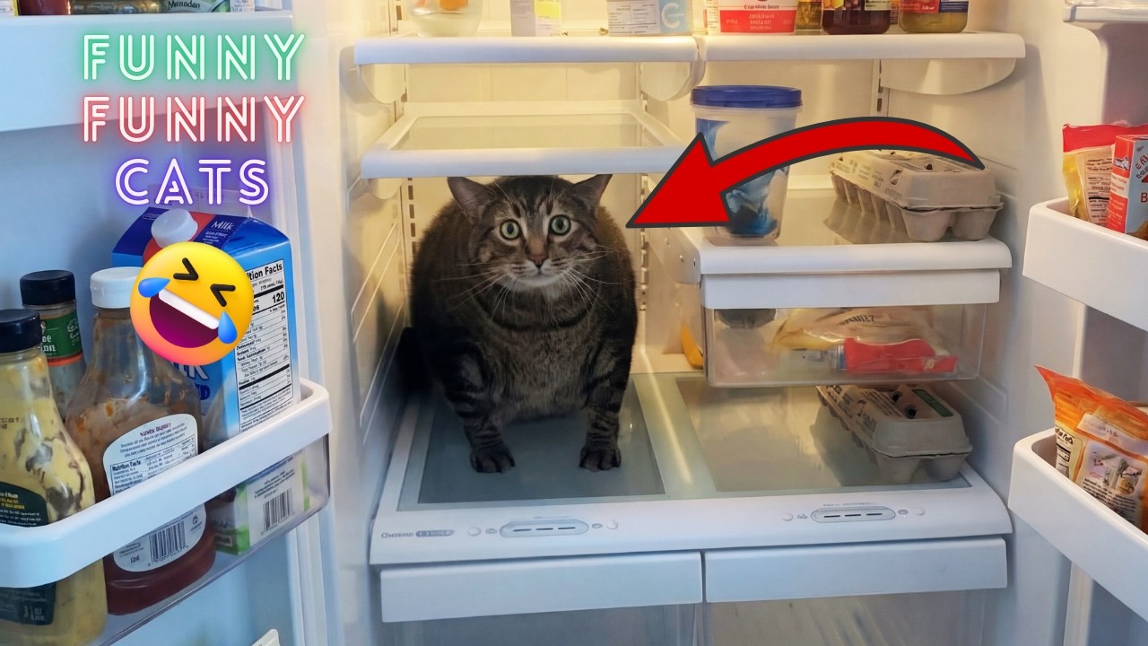 This Cat Did What? 😂 Most Unexpected Viral Cat Moments
