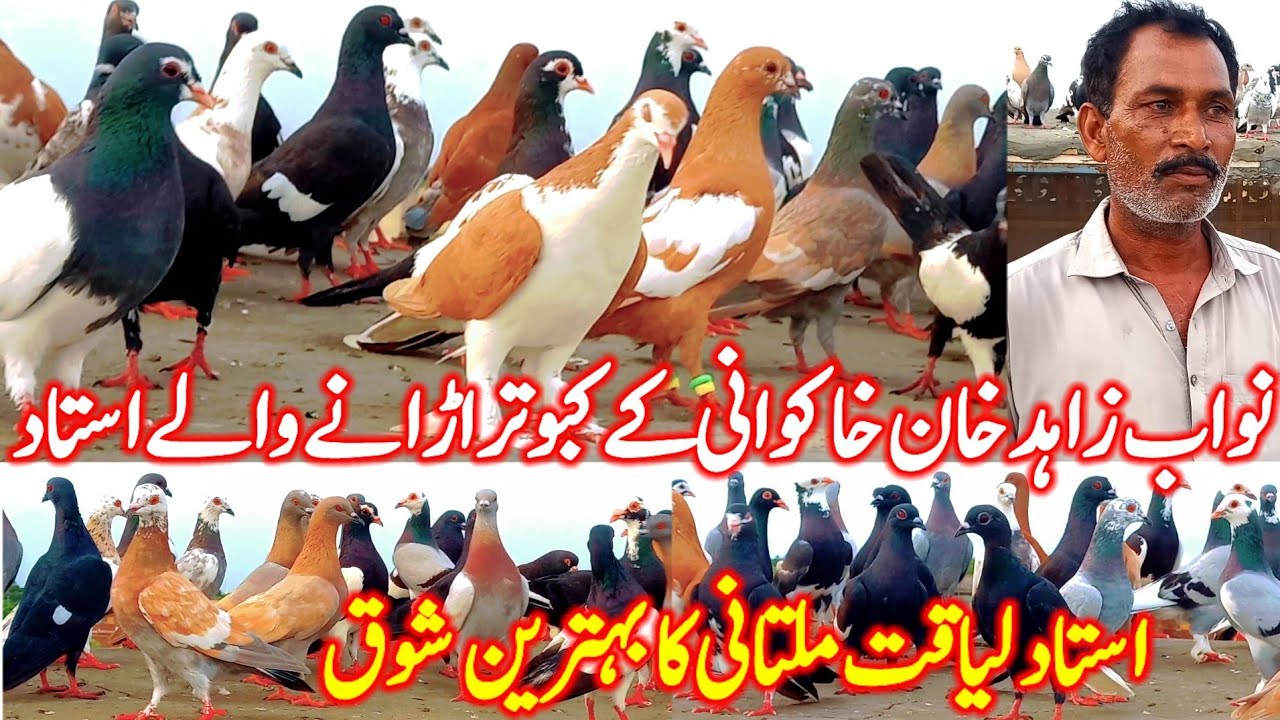 Best hobby of Ustad Liaquat Multani | Kabootar Bazi Multan | Multan Pigeons | Pigeon videos |