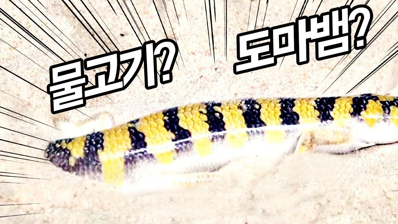 모래에서 헤엄치는 신비한 물고기? 누구냐 넌?..