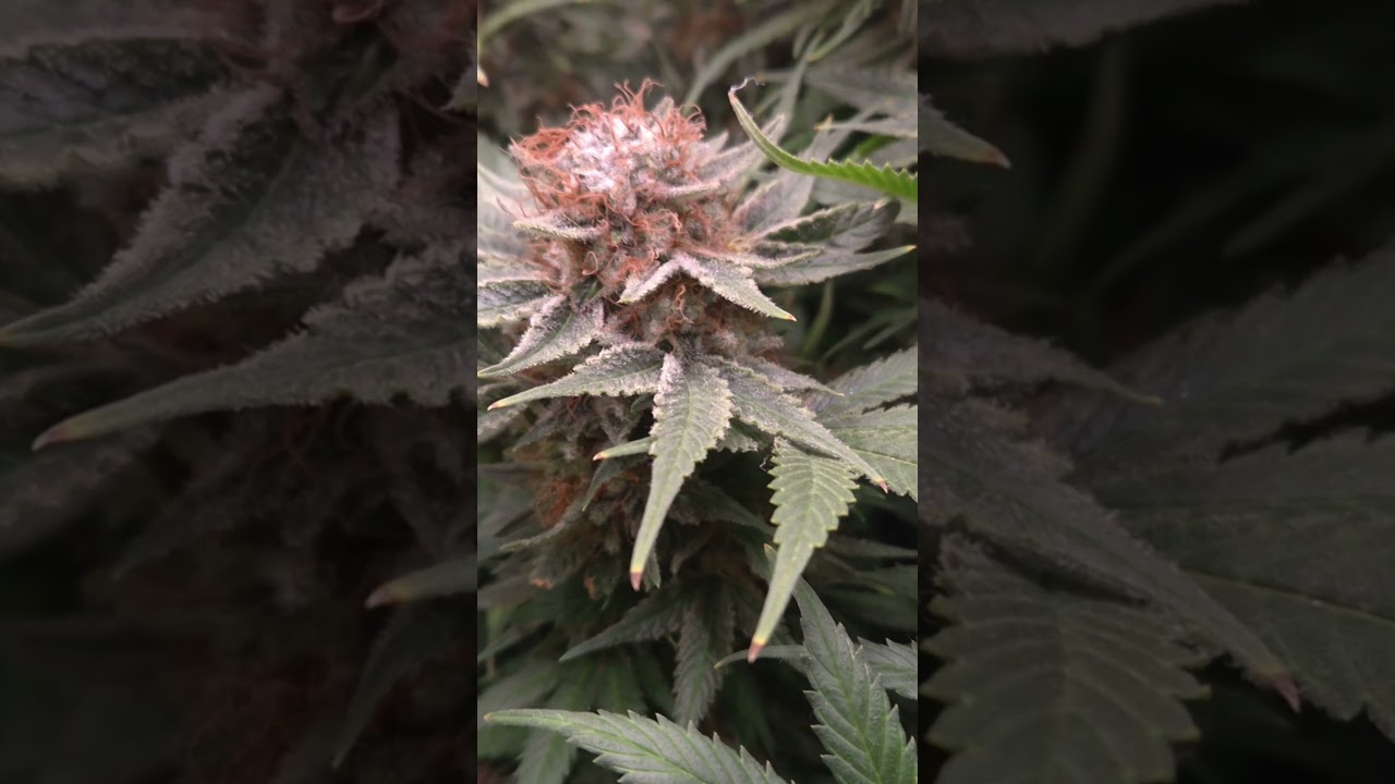 Sind das Trichome oder Schimmelpilze? ✂️💎